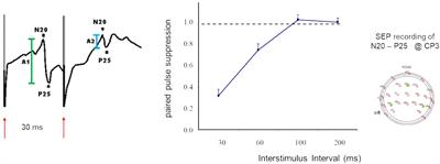 Cortical excitability in human somatosensory and visual cortex: implications for plasticity and learning – a minireview